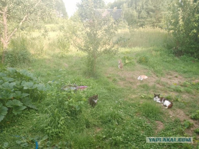 Жизнь домашнего приюта для котеек 504