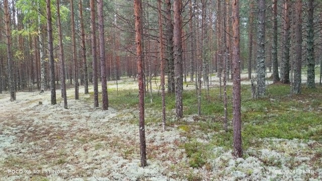 Лес, грибы и...