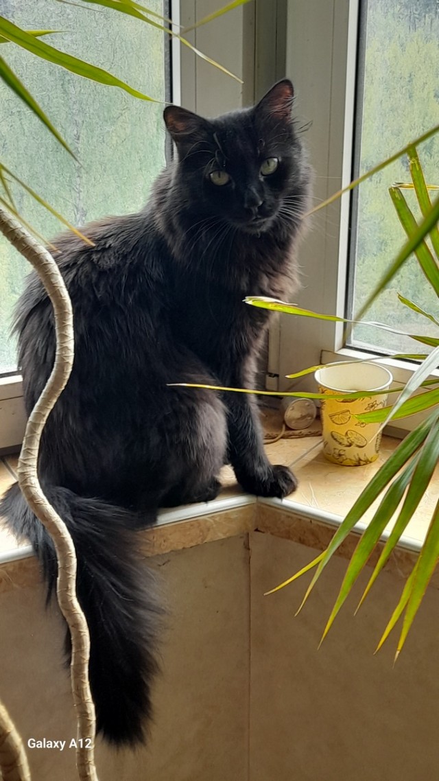 Принимайте в клуб! Котовторник же