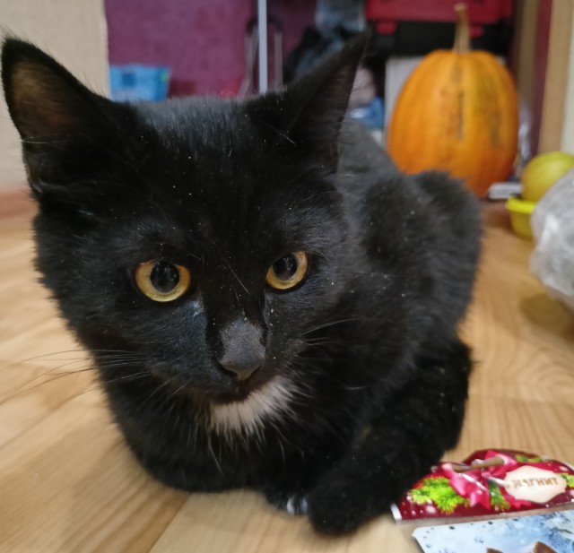Котик потерял уже всякую надежду на то, что его кто-то полюбит