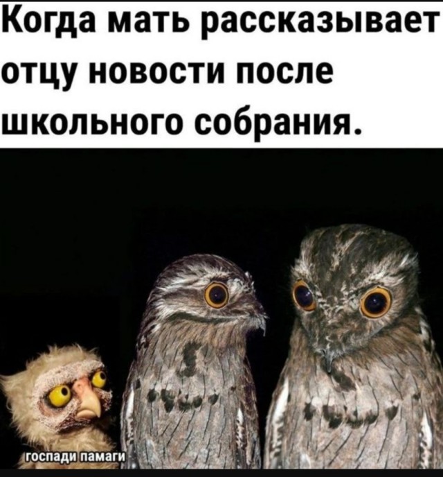 Интернет мемы на утро субботы