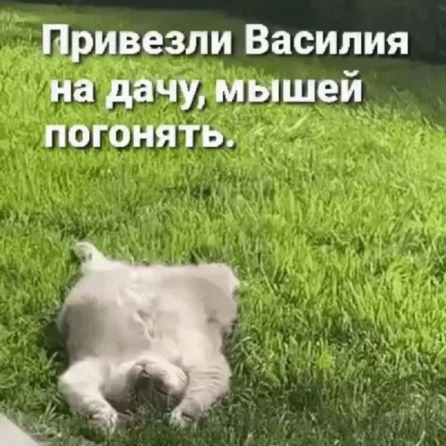 Так себе картинки 10.06.25