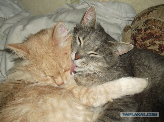 Котовторник 25.06.2013