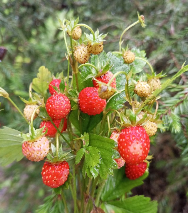 Грибной поход . День второй