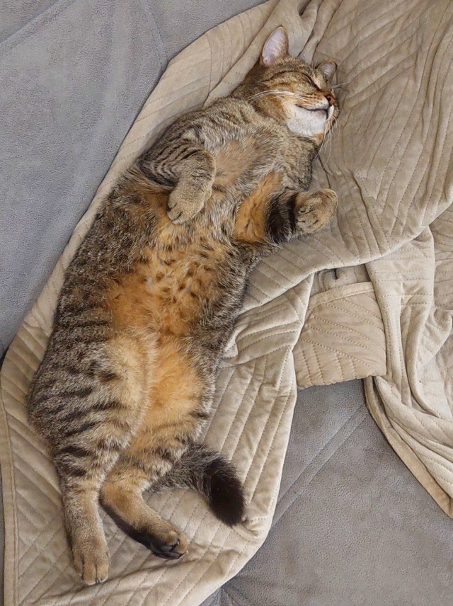 Спящих котеек тред