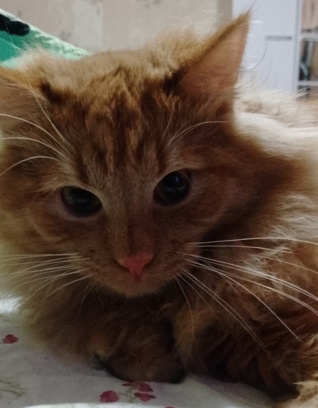 Кошковторник