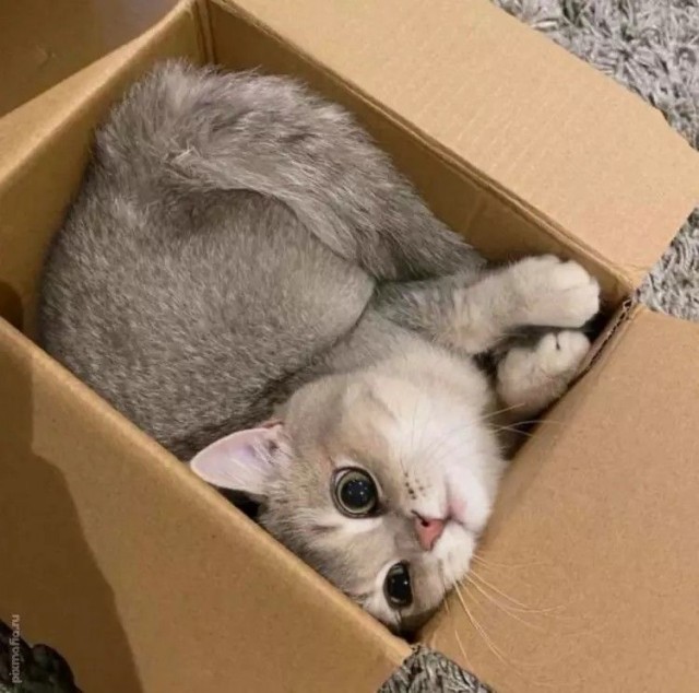 Котокоробковое