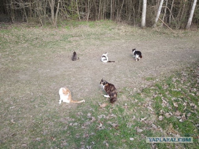 Жизнь домашнего приюта для котеек 577