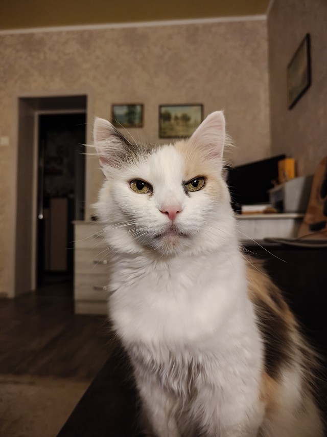 Котомодель