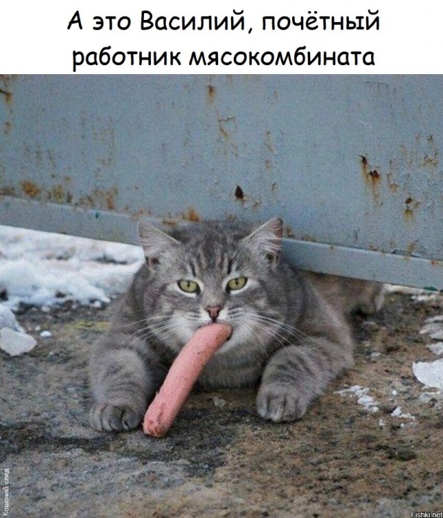 На уходящий котовторник
