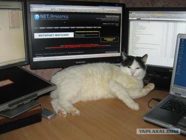 Кошка намного лучше знает, куда что подключать.