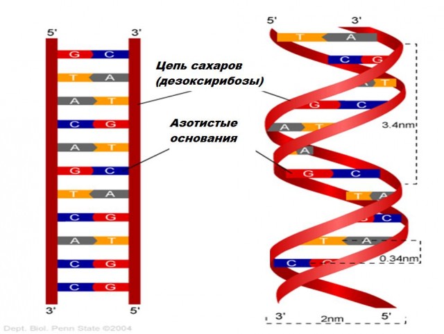 Код жизни