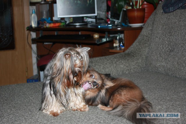 Собакочетверг на 02.01.2014