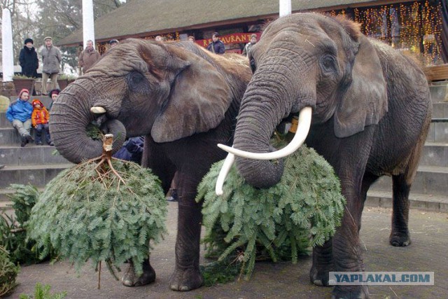 Свалка брошенных елок