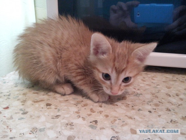 Котовторник 2.12.14