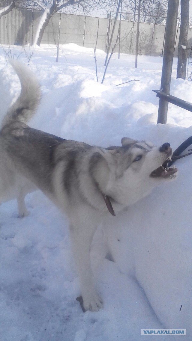 Мой хасеныш