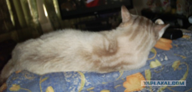 Котовторник 28.04.2015