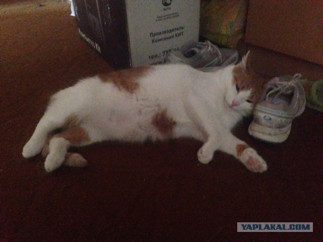 Котовторник 16.06.2015., Котовторник наступил!