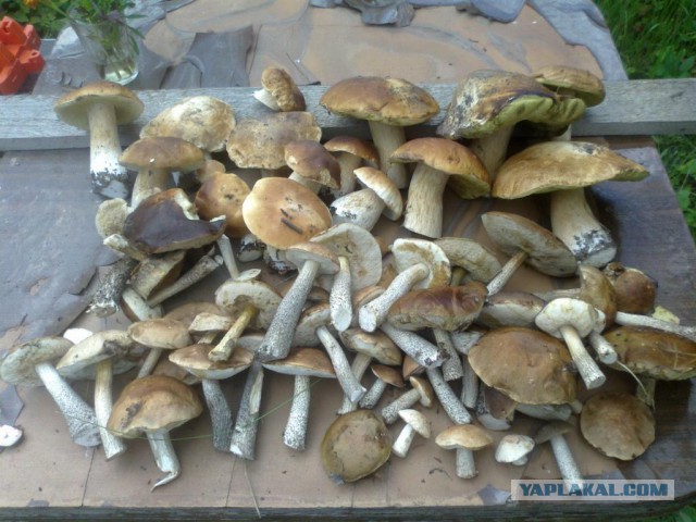 Поход за грибами