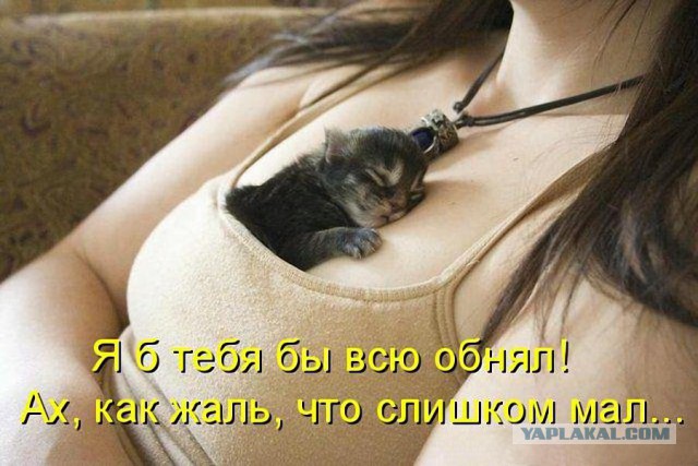 Как спят кошки....