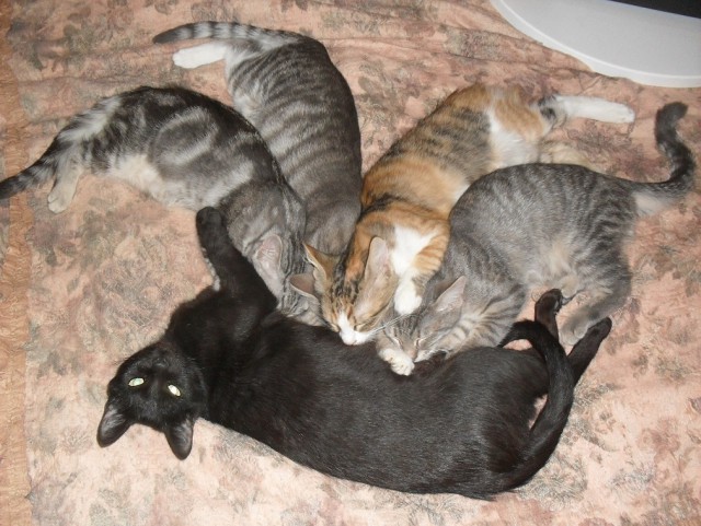 Котовторник 06.10.2015
