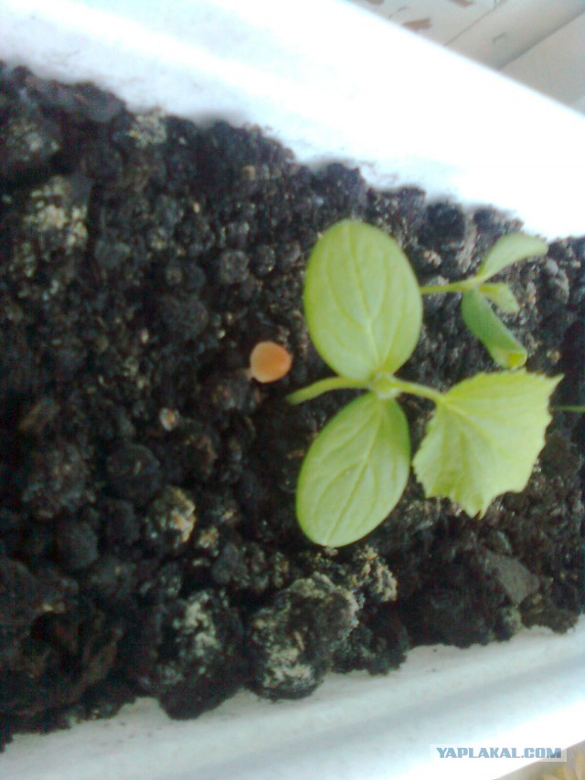 По следам прославленных кулинаров, День повара – 20 октября.