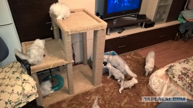 Котовторник 15.12.2015