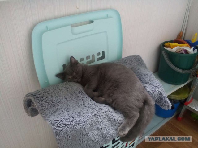 Котовторник 19.04.2016