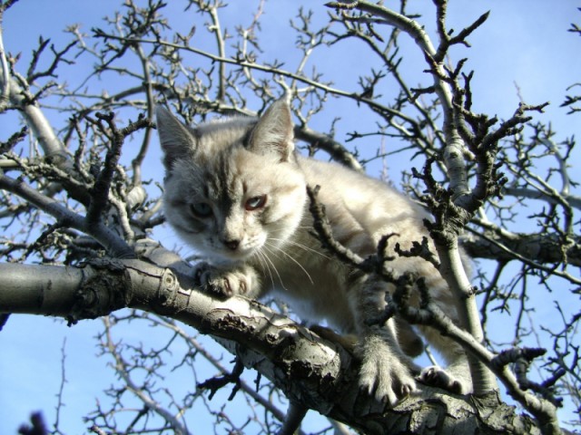 Котовторник 03.05.2016