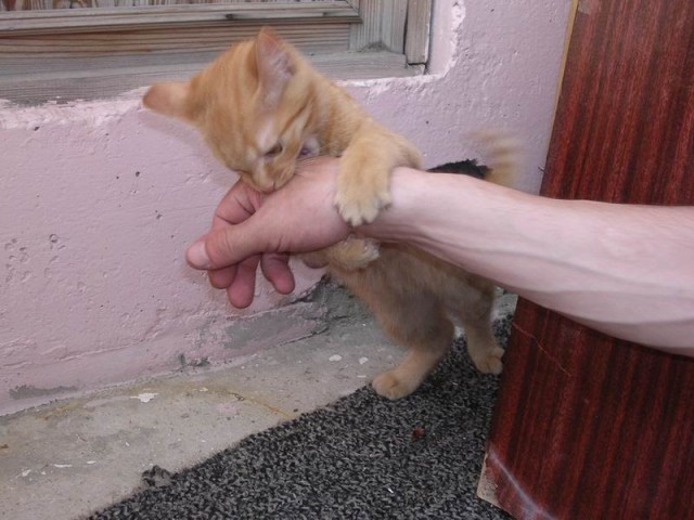 Жизнь домашнего приюта для котеек 133
