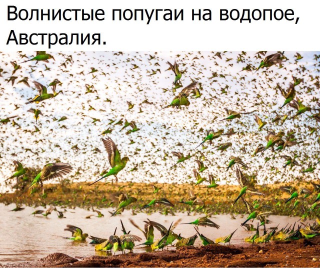 Самые смешные животные
