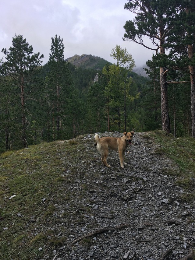 Собака всю ночь согревала молодого человека, заблудившегося в лесу в Чечне