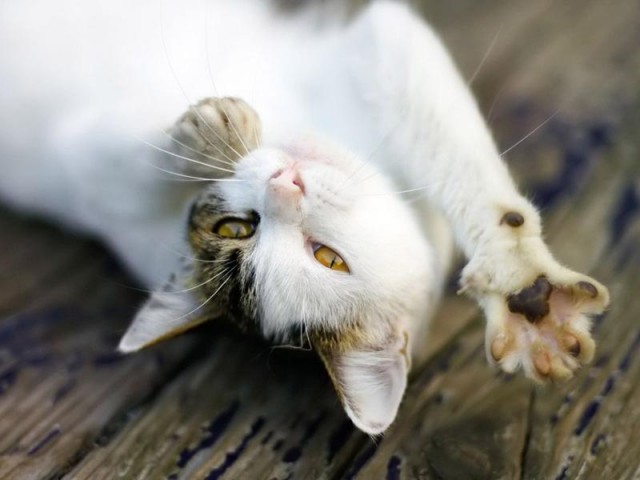 Коты и Кошки