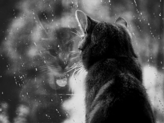 Коты и Кошки