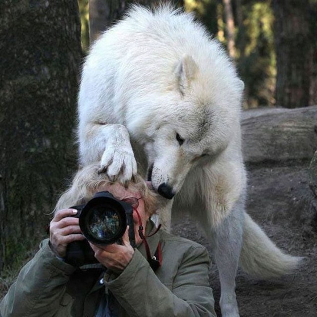 Дикие компаньоны фотографа-натуралиста