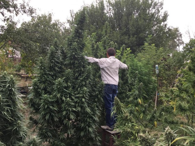 Про соседей наркоманов.