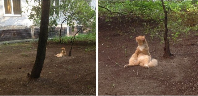 24 кота, которые подняли дерзость на новый уровень