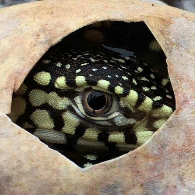 Живность из сети