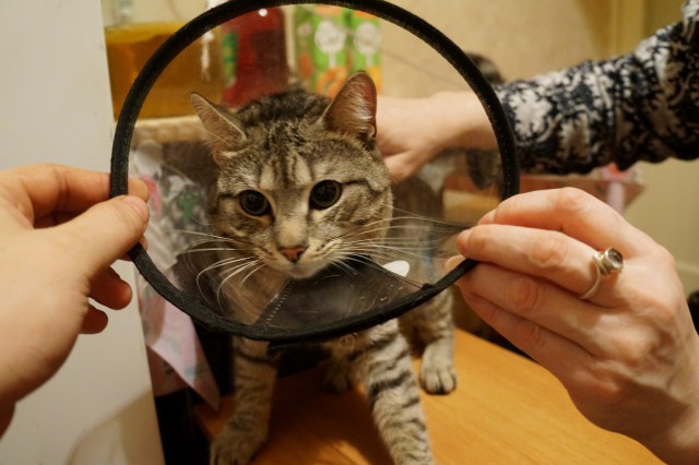 Забрался котенок на склад.Теперь у нас новый член семьи.