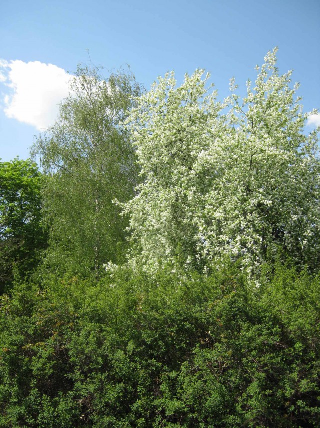 Деревенская Америка - 4