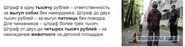 "Женщина подставила себя, чтобы спасти свою собачку"