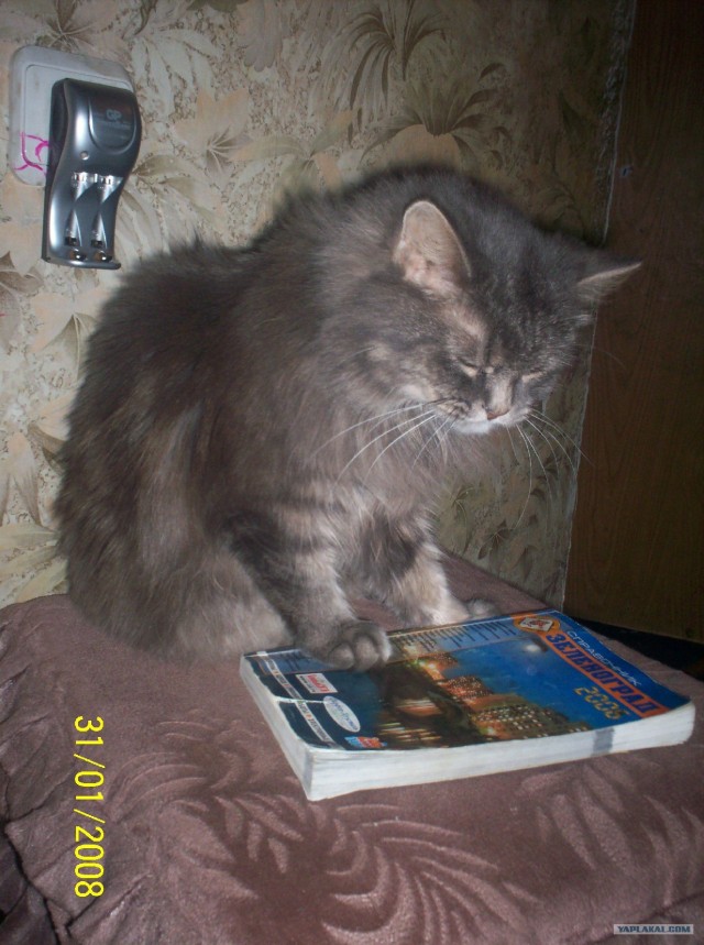 Котовторник на ЯПлакалъ (10.06.08), прикольные коты, добавляем свои!