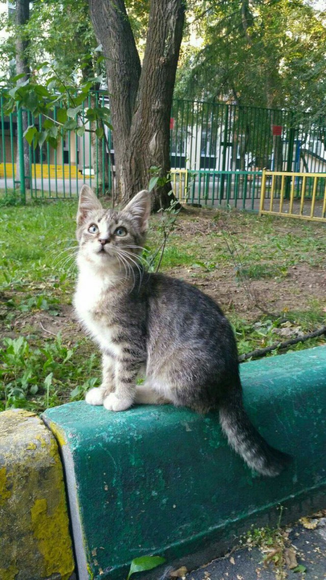 Прикольных котов пост
