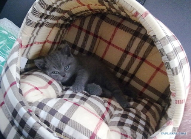 Котовторник!