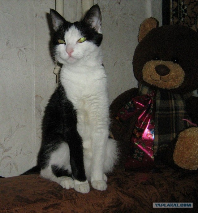 Котовторник, для любителей кошек