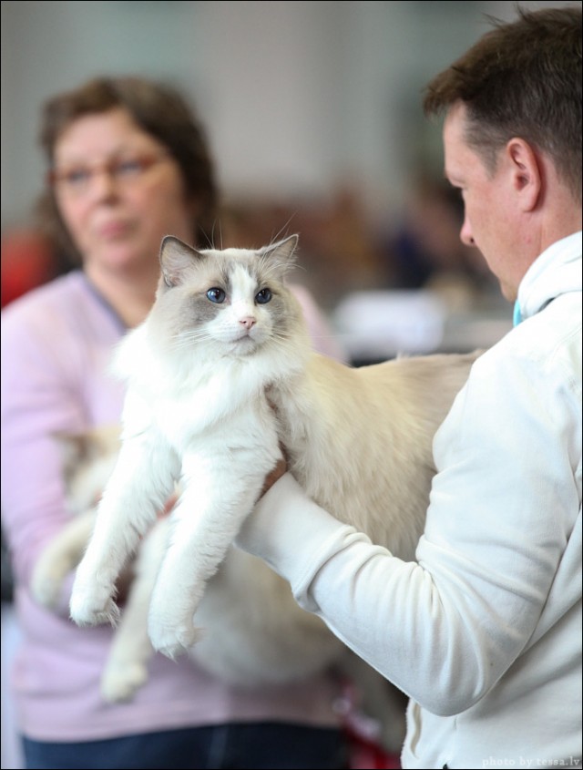 Котовторник! 08.11.11