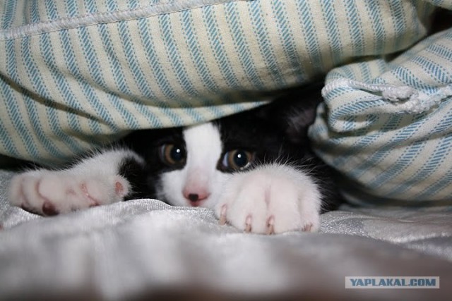 Котовторник 27.12.11
