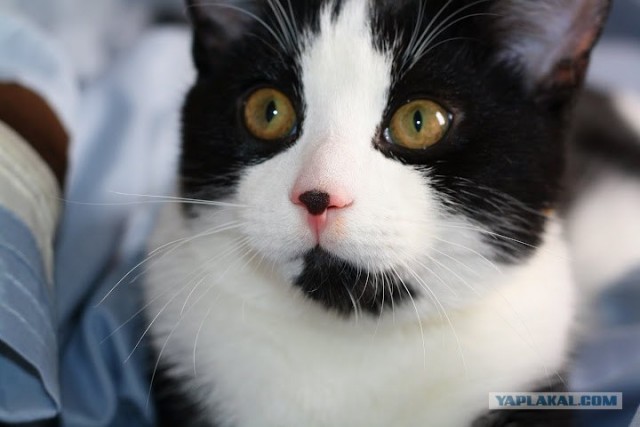 Котовторник! 13.03.2012