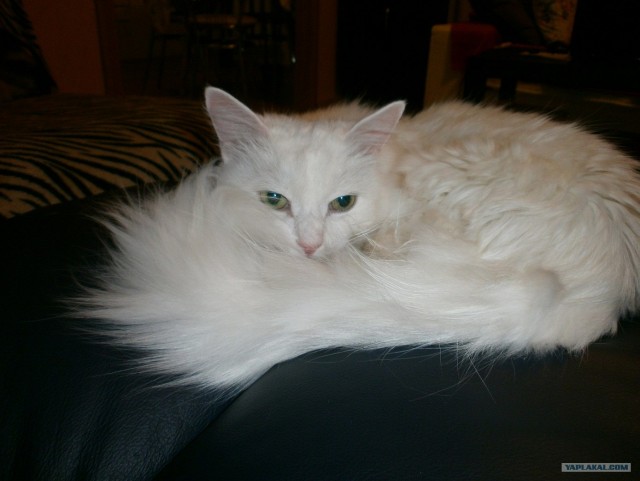 Котовторник 10.04.2012