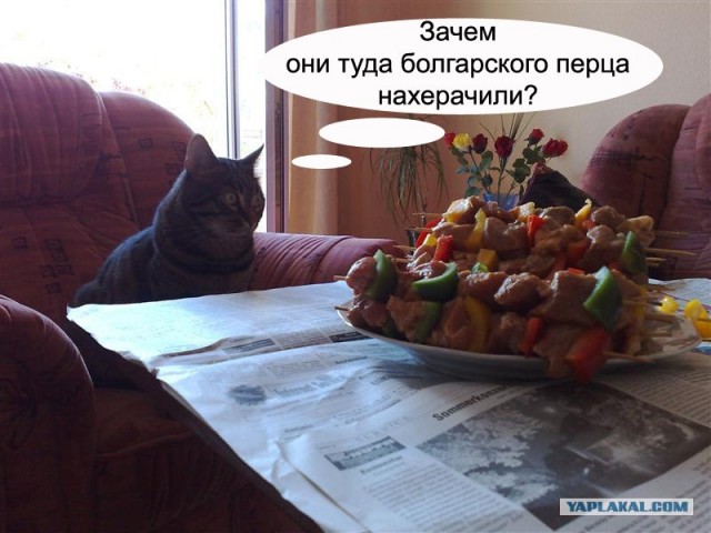 Котовторник 22.05.2012